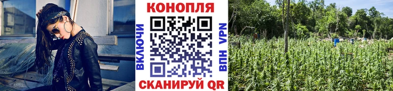 Канабис LSD WEED  где купить наркоту  Мосальск 